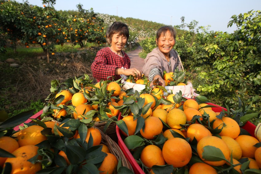 柑橘丰收，村民笑开颜。青神县委宣传部供图