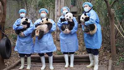 新春走基层|成都大熊猫繁育研究基地：新春“打卡”大熊猫