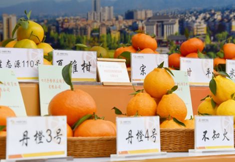 四川青神：一颗柑橘如何串起三次产业？